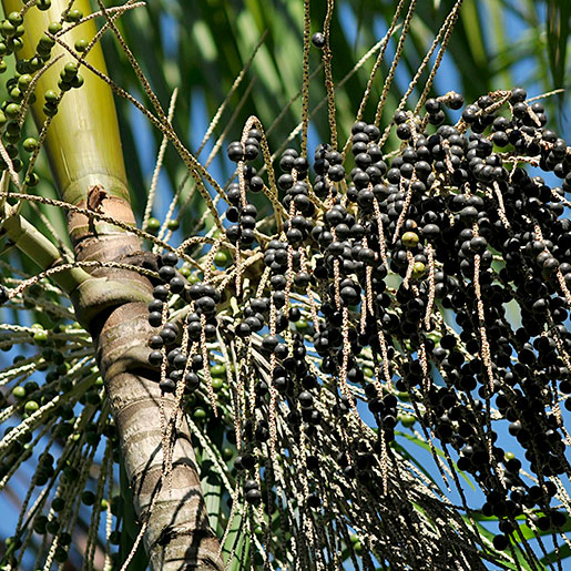 Açaí